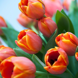 Tulip, Single Early Tulip, Single Late Tulip, Double Early Tulip, Double Late Tulip, Lily Tulip, Fringed Tulip, Greigii Tulip, Parrot Tulip, Spring Flowers